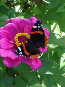 Preview wallpaper butterfly, flower, summer