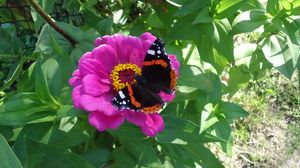 Preview wallpaper butterfly, flower, summer