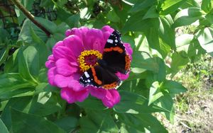 Preview wallpaper butterfly, flower, summer