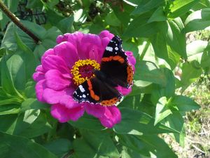 Preview wallpaper butterfly, flower, summer