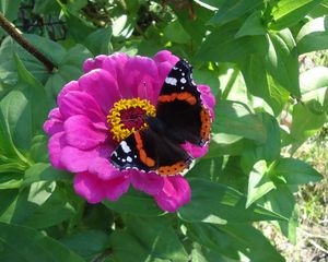 Preview wallpaper butterfly, flower, summer