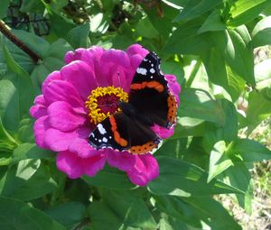 Preview wallpaper butterfly, flower, summer