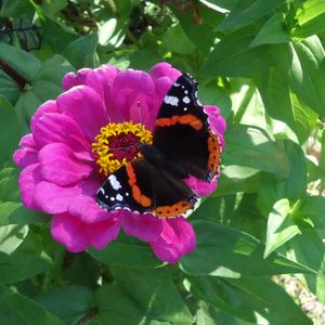 Preview wallpaper butterfly, flower, summer