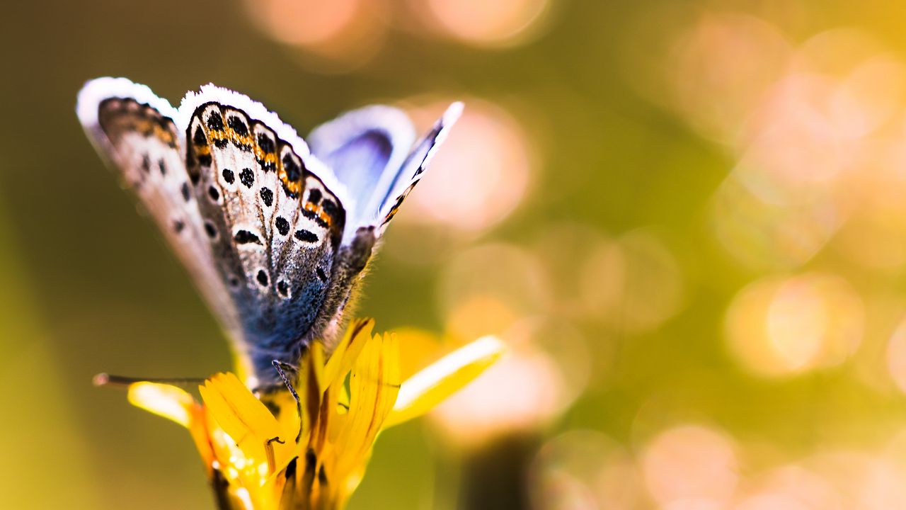 Wallpaper butterfly, flower, sunlight, macro
