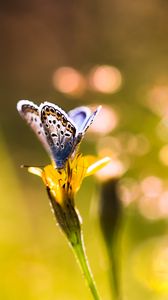 Preview wallpaper butterfly, flower, sunlight, macro