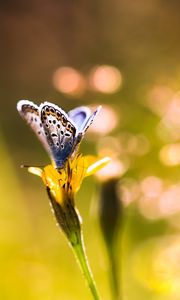 Preview wallpaper butterfly, flower, sunlight, macro