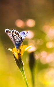 Preview wallpaper butterfly, flower, sunlight, macro