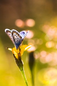 Preview wallpaper butterfly, flower, sunlight, macro