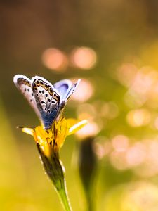 Preview wallpaper butterfly, flower, sunlight, macro