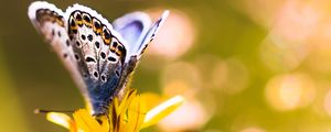 Preview wallpaper butterfly, flower, sunlight, macro