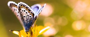 Preview wallpaper butterfly, flower, sunlight, macro