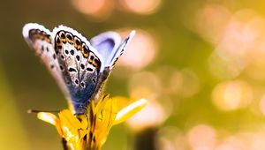 Preview wallpaper butterfly, flower, sunlight, macro