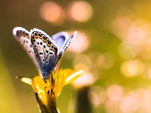 Preview wallpaper butterfly, flower, sunlight, macro