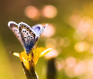 Preview wallpaper butterfly, flower, sunlight, macro