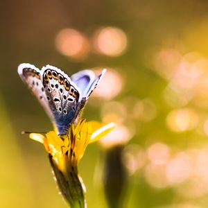 Preview wallpaper butterfly, flower, sunlight, macro