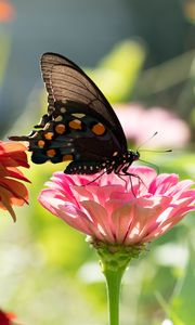 Preview wallpaper butterfly, flower, sunlight, blur, macro