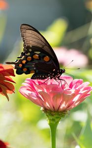 Preview wallpaper butterfly, flower, sunlight, blur, macro