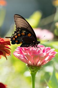 Preview wallpaper butterfly, flower, sunlight, blur, macro