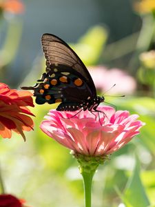 Preview wallpaper butterfly, flower, sunlight, blur, macro
