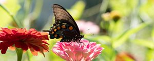 Preview wallpaper butterfly, flower, sunlight, blur, macro