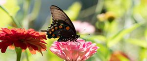 Preview wallpaper butterfly, flower, sunlight, blur, macro