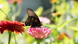 Preview wallpaper butterfly, flower, sunlight, blur, macro