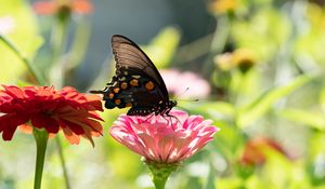 Preview wallpaper butterfly, flower, sunlight, blur, macro