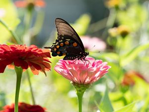 Preview wallpaper butterfly, flower, sunlight, blur, macro