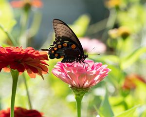 Preview wallpaper butterfly, flower, sunlight, blur, macro