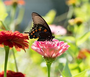 Preview wallpaper butterfly, flower, sunlight, blur, macro