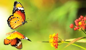 Preview wallpaper butterfly, flower, surface, flight