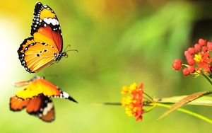 Preview wallpaper butterfly, flower, surface, flight