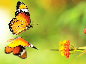 Preview wallpaper butterfly, flower, surface, flight