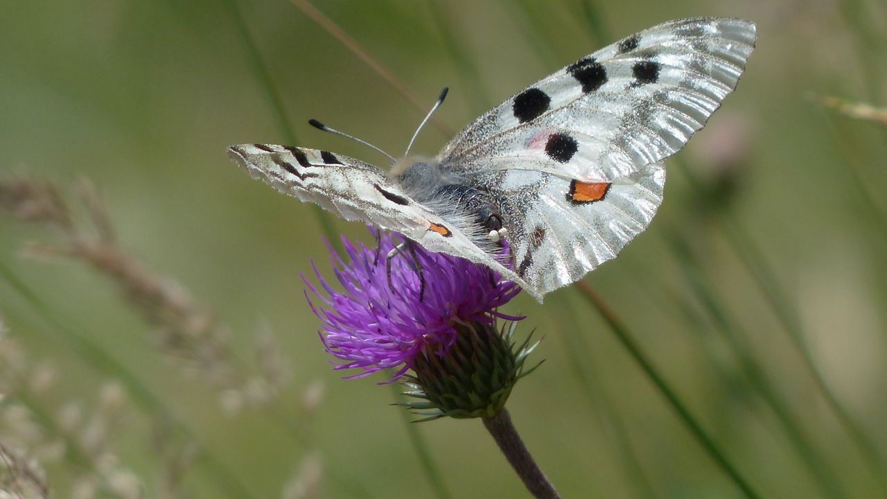 Wallpaper butterfly, flower, wings