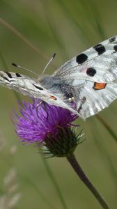 Preview wallpaper butterfly, flower, wings