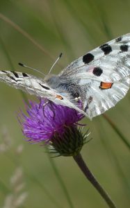 Preview wallpaper butterfly, flower, wings