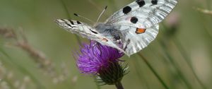 Preview wallpaper butterfly, flower, wings