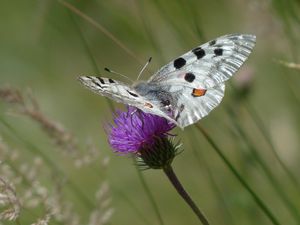 Preview wallpaper butterfly, flower, wings