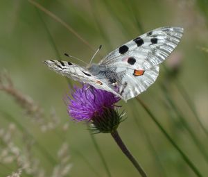 Preview wallpaper butterfly, flower, wings