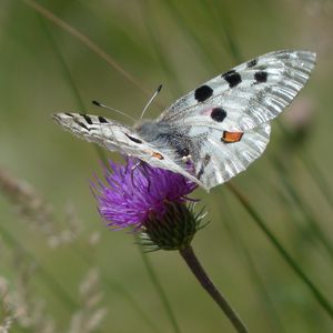 Preview wallpaper butterfly, flower, wings