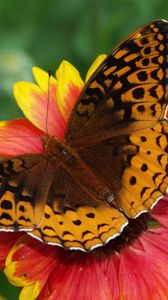 Preview wallpaper butterfly, flower, wings, close-up