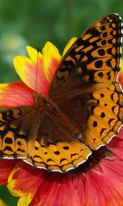 Preview wallpaper butterfly, flower, wings, close-up