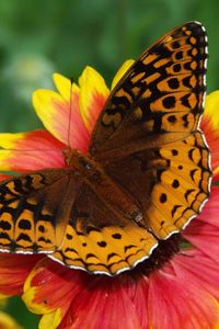 Preview wallpaper butterfly, flower, wings, close-up