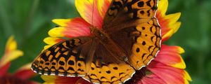 Preview wallpaper butterfly, flower, wings, close-up