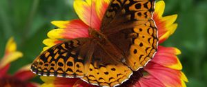 Preview wallpaper butterfly, flower, wings, close-up