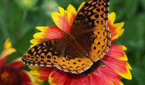 Preview wallpaper butterfly, flower, wings, close-up