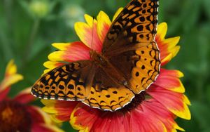 Preview wallpaper butterfly, flower, wings, close-up