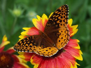 Preview wallpaper butterfly, flower, wings, close-up