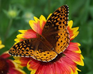 Preview wallpaper butterfly, flower, wings, close-up