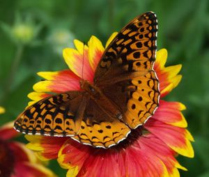 Preview wallpaper butterfly, flower, wings, close-up